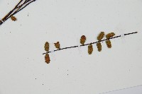 鐵角蕨藏品圖，第5張