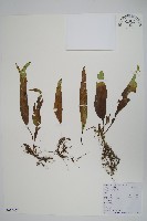 瓦葦藏品圖，第1張