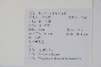 翅軸假金星蕨、短柄卵果蕨藏品圖，第2張