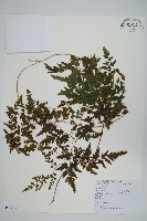 海金沙藏品圖，第1張