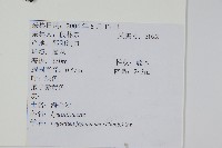 海金沙藏品圖，第2張