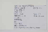 腎蕨藏品圖，第2張