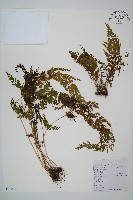 烏蕨藏品圖，第1張