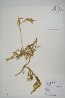 石松藏品圖，第1張