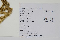 石松藏品圖，第2張