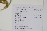 石松藏品圖，第2張