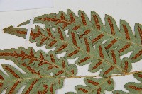 日本狗脊蕨藏品圖，第5張