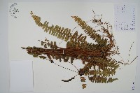 腎蕨藏品圖，第1張