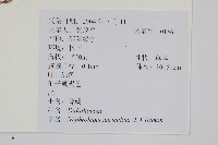 腎蕨藏品圖，第2張