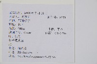 日本狗脊蕨藏品圖，第2張