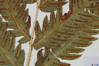 日本狗脊蕨藏品圖，第3張