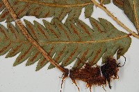 日本狗脊蕨藏品圖，第4張