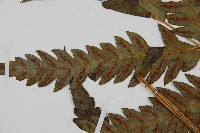 日本狗脊蕨藏品圖，第5張