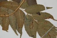 貫眾蕨藏品圖，第3張