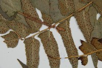 貫眾蕨藏品圖，第4張