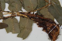 貫眾蕨藏品圖，第5張