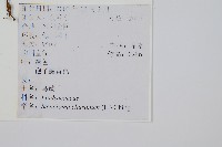 烏蕨藏品圖，第2張