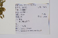 千層塔藏品圖，第2張