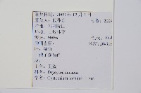 貫眾蕨藏品圖，第2張