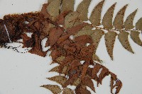 貫眾蕨藏品圖，第3張