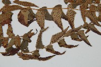 貫眾蕨藏品圖，第4張