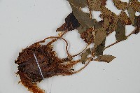 貫眾蕨藏品圖，第5張