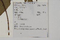 日本鳳丫蕨藏品圖，第2張