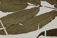 日本鳳丫蕨藏品圖，第3張