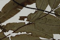 日本鳳丫蕨藏品圖，第4張