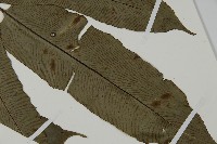 日本鳳丫蕨藏品圖，第5張