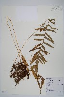 密腺副金星蕨藏品圖，第1張