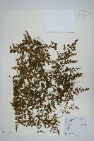 海金沙藏品圖，第1張