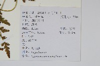 海金沙藏品圖，第2張