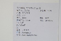 鳳尾蕨藏品圖，第2張