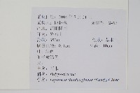 瓦葦藏品圖，第2張