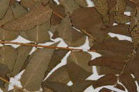 貫眾蕨藏品圖，第4張