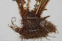 貫眾蕨藏品圖，第5張