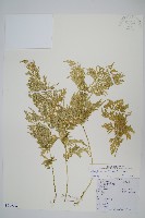 異葉卷柏藏品圖，第1張