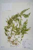 全緣卷柏藏品圖，第1張