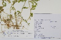 全緣卷柏藏品圖，第2張
