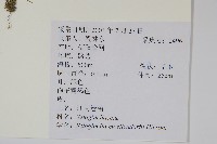 江南卷柏藏品圖，第2張