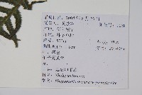 翅軸假金星蕨、短柄卵果蕨藏品圖，第2張