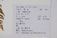 翅軸假金星蕨、短柄卵果蕨藏品圖，第2張