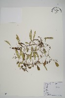 抱石蓮藏品圖，第1張