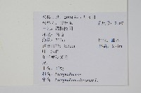 石松藏品圖，第2張