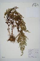 烏蕨藏品圖，第1張