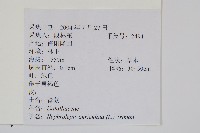 腎蕨藏品圖，第2張