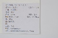 烏蕨藏品圖，第2張