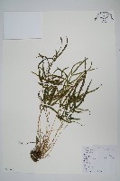 鳳尾蕨藏品圖，第1張