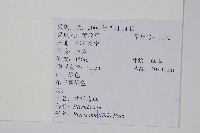 鳳尾蕨藏品圖，第2張